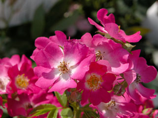 �Х���鯡� �ƥԥΥ�����