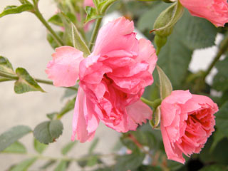 �Х���鯡� �ƥԥ󥯥��롼�ƥ�ɥ륹�ȡ�