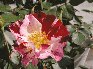 �Х���鯡� �ƥե��������֥���饤��