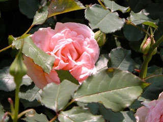 �Х���鯡� �ƥ֥饤����ԥ󥯡�