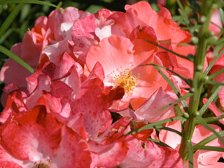 �Х���鯡� �ƥե������ڥåȡ�