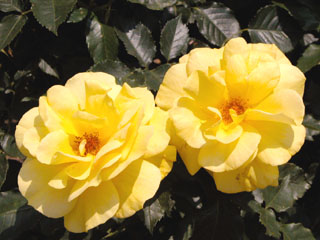 �Х���鯡� �ƥե꡼������