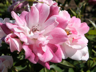 �Х���鯡� �ƥ֥�ꥢ��ȥԥ󥯥������С�����