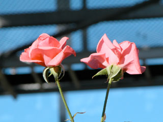 �Х���鯡� �ƥץ�󥻥�����������