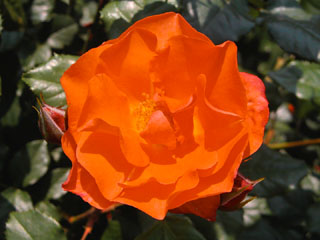 �Х���鯡� �ƥץ�󥻥����ߥ�����