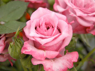 �Х���鯡� �ƥ֥롼���١������ǡʥߥ˥Х��