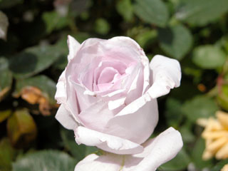 �Х���鯡� �ƥ֥롼�Х桼��