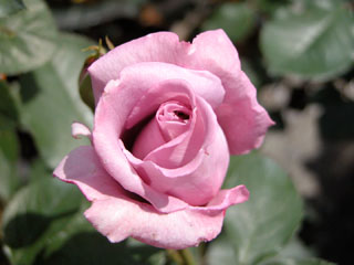 �Х���鯡� �ƥ֥롼�ࡼ��ǡʤĤ�Х��