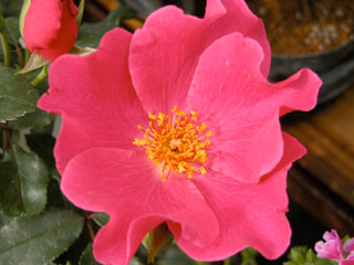 �Х���鯡� �ƥץ쥤�������