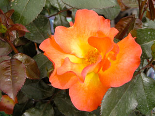 �Х���鯡� �ƥץ쥤�ܡ�����