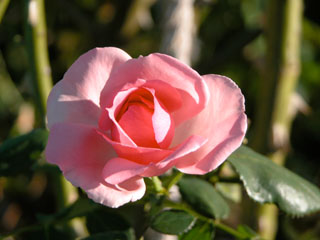 �Х���鯡� �ƥإ�ơ�����