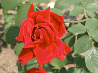 �Х���鯡� �ƥإ󥱥롦��������