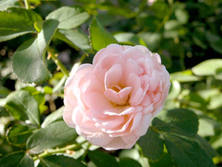 �Х���鯡� �ƥܥ�ǥ塼�롦�ʥ����