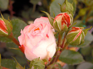 �Х���鯡� �ƥۥ磻�ȥԡ��������١������ǡʥߥ˥Х��