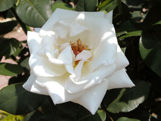 �Х���鯡� �ƥۥ磻�ȥץ�󥹡�