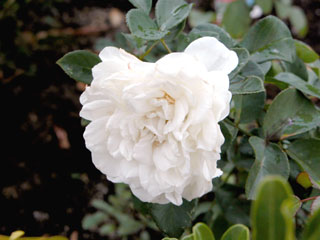 �Х���鯡� �ƥۥ磻�ȥᥤ�ǥ����ɡ�