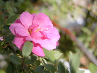 �Х���鯡� �ƥݥ�ݥ�ɥѥ�ǡʤĤ�Х��