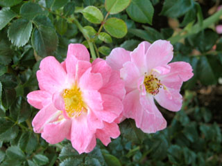 �Х���鯡� �ƥޥ��å����ᥤ�ǥ����ɡ�