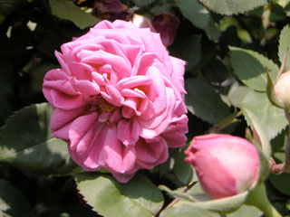 �Х���鯡� �ƥޥ��ࡦ�������å����ڥ졼���