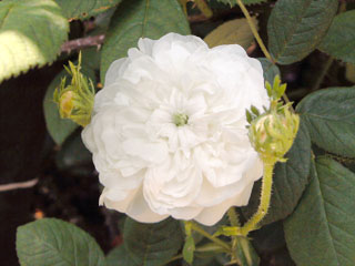 �Х���鯡� �ƥޥ��ࡦ����ǥ���