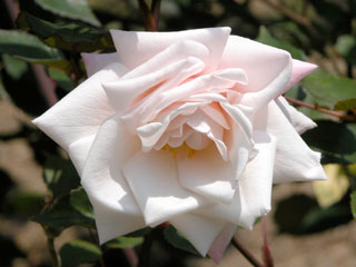 �Х���鯡� �ƥޥ��ࡦ����ȥ�̡��ޥ꡼��