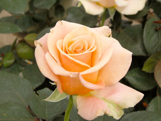 �Х���鯡� �ƥޥ����������