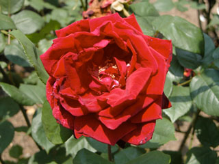 �Х���鯡� �ƥߥ���������󥫡����