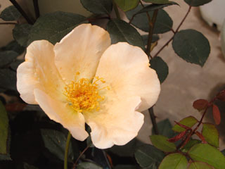 �Х���鯡� �ƥߥ������������꡼���ե��å��㡼��