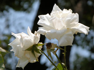 �Х���鯡� �ƥߥ������ϡ��С��ɡ����ƥ����֥󥹡ǡʤĤ�Х��