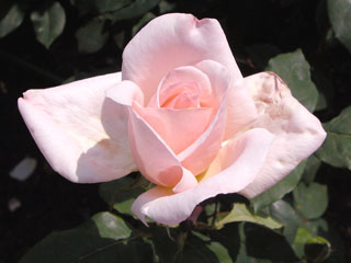 �Х���鯡� �ƥߥå����롦�ᥤ�����