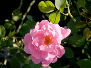 �Х���鯡� �ƥᥢ�꡼��������