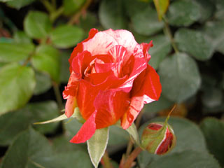 �Х���鯡� �ƥ⡼�ꥹ��ȥ����