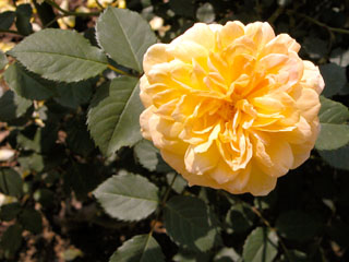 �Х���鯡� �ƥ��˥塼��