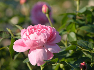 �Х���鯡� �ƥ饸���������ॺ��