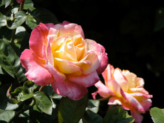 �Х���鯡� �ƥ�֥���ɥԡ�����