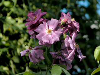 �Х���鯡� �ƥ�ץ��ǥ������󡦥֥롼��