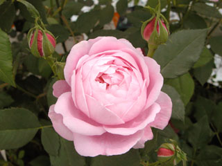 �Х���鯡� �ƥ�졼�̥ӥ��ȥꥢ��