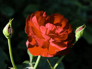 �Х���鯡� �ƥ�꡼�ޥ�졼���