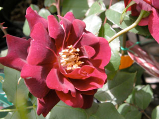 �Х���鯡� �ƥ륤14����