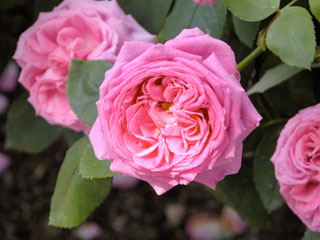 �Х���鯡� �ƥ륤�����������ǥ�����