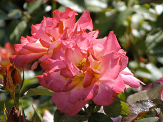 �Х���鯡� �ƥ쥤��ܡ�������١�