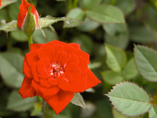 �Х���鯡� �ƥ�åɥ������ǡʥߥ˥Х��