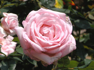 �Х���鯡� �ƥ�ǥ�����å���