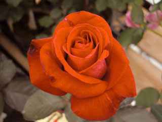 �Х���鯡� �ƥ��ʥ�ɥ졼�����