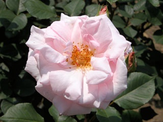 �Х���鯡� �������¡�