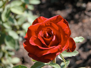 �Х���鯡ˡ�Jacolber��