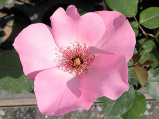 �Х���鯡ˡƥǥ�ƥ����٥���