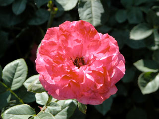 �Х���鯡ˡƥϥ����ͥ��С���