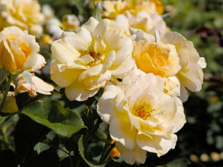 �Х���鯡ˡƥϥˡ����ѥե塼���