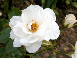 �Х���鯡ˡƥե饦�������롦�ɥ륷�奭��